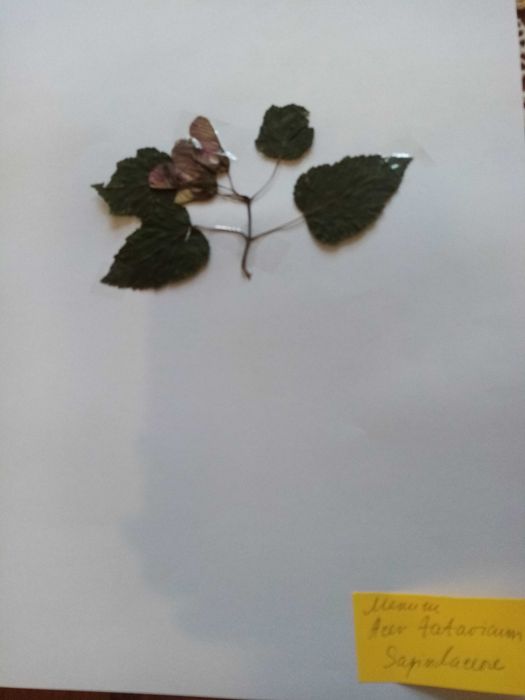 Хербарии студенти-Систематичен