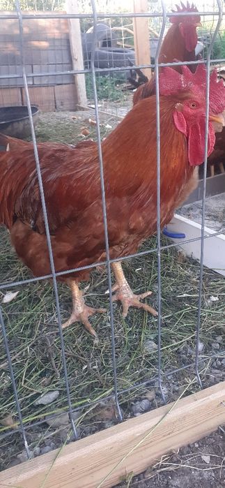 Cocos de vanzare