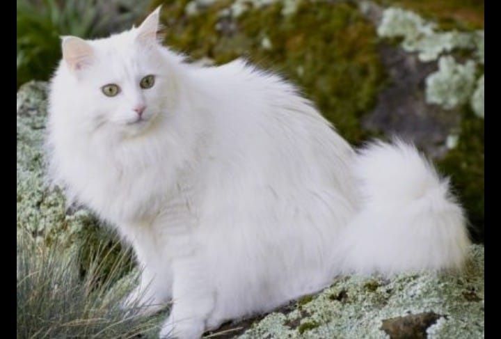 Продам кошечку 2месяца.