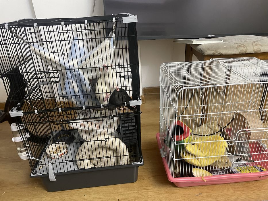 крыски, клеткиии