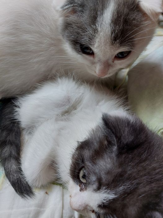 Отдам котят в хорошие руки!!!