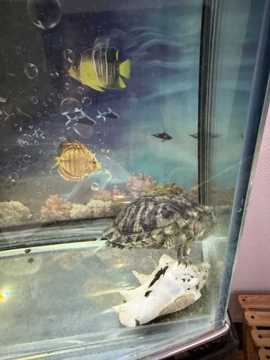 Akvarium uchun toshbaqa