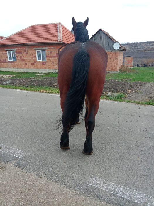 O iapa mare de vanzare are si mănza ardeneza da se vinde separat