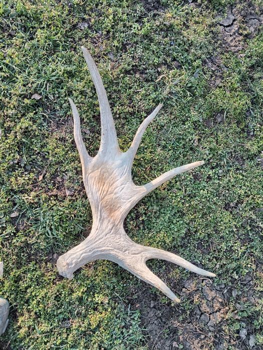 Стари рогa от  елен лопатар,лос и карибу.Трофей.