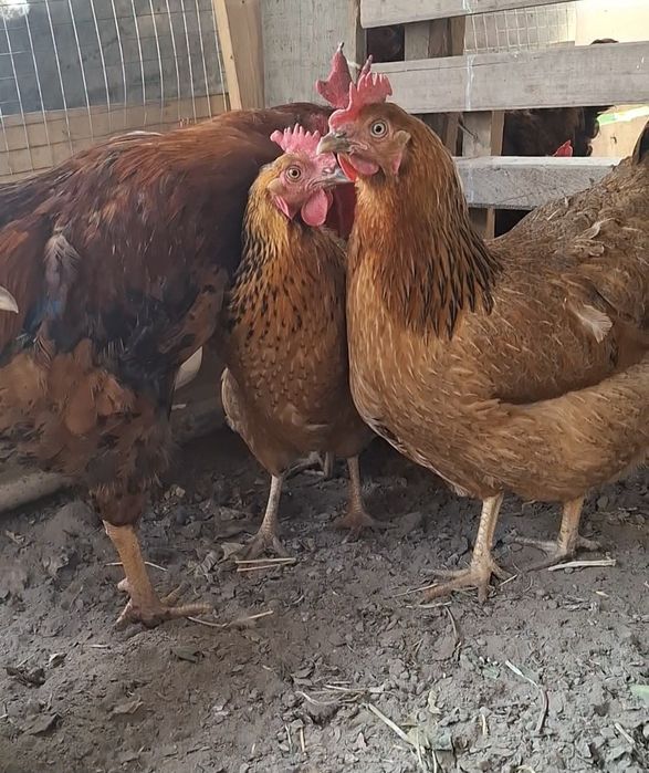 Кучин юбилейный сатылады срочна