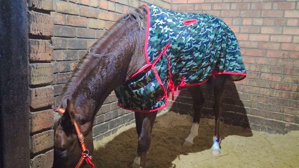 Продам англа араб