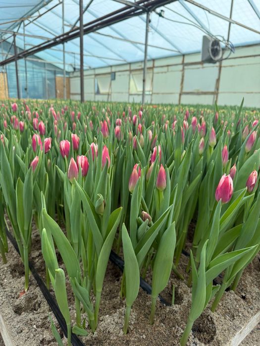Крупные Тюльпаны