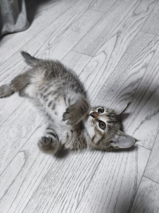 Отдаю котят в хорошие руки