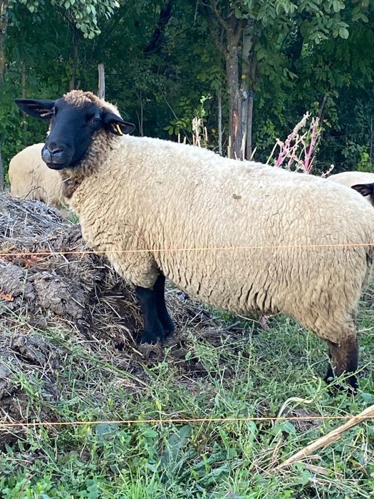 Vand mielute suffolk si o oaie de 3 miei