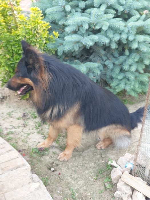 Немецкая овчарка вязка