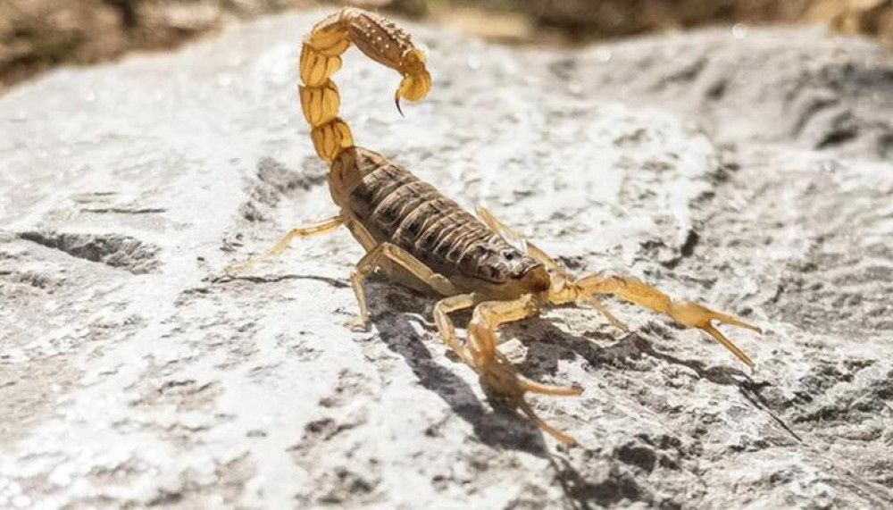 Дезинфексия хизмати Dezinseksiya dizinfeksiya dezinfeksiya дезинфекции