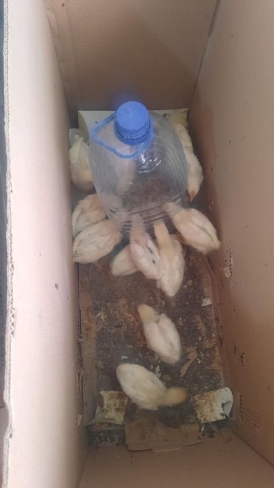 Жўжалар сотилади