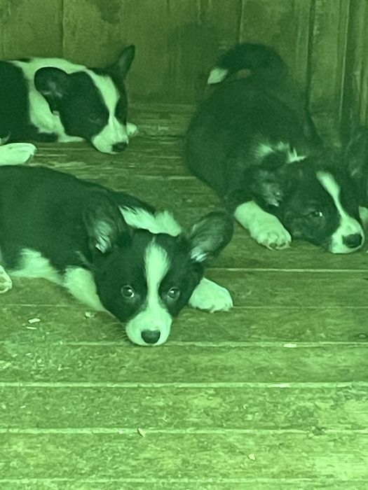 Вельш корги щенки