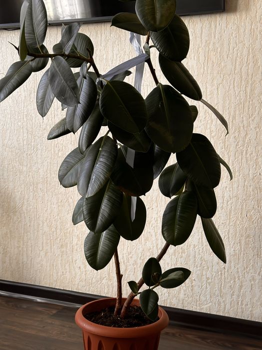 Продам фикус комнатнный