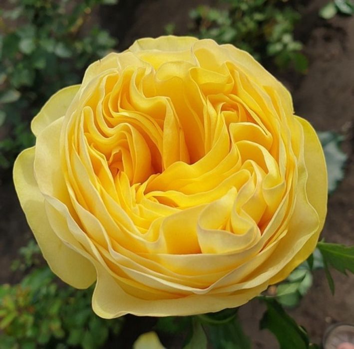 Чайногибрид атиргуллар сотилади