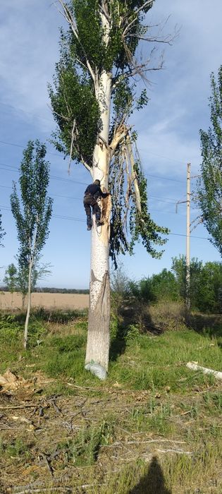 Ағаш кесу/Спил деревьев