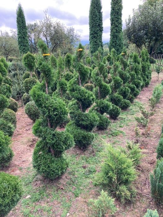 Tuia de vanzare din pepiniera