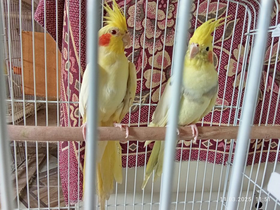 Кареллы попугай есть мальчики и девочки