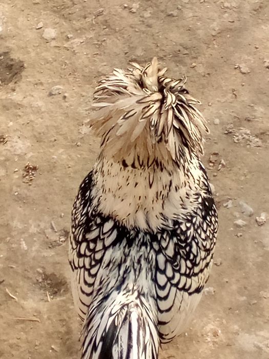 Падуван жужалар сотила