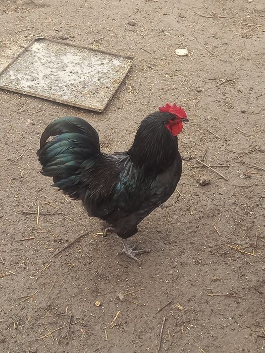 Gaini australorp și wiandotte