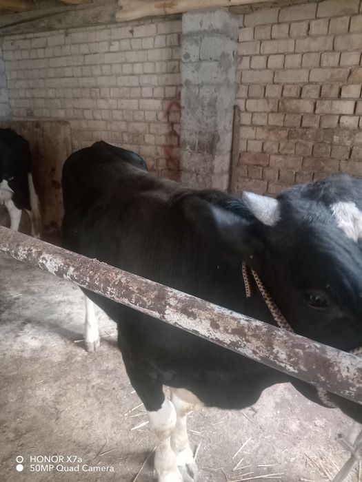 Assalomu alekom Buqa sotilafi
