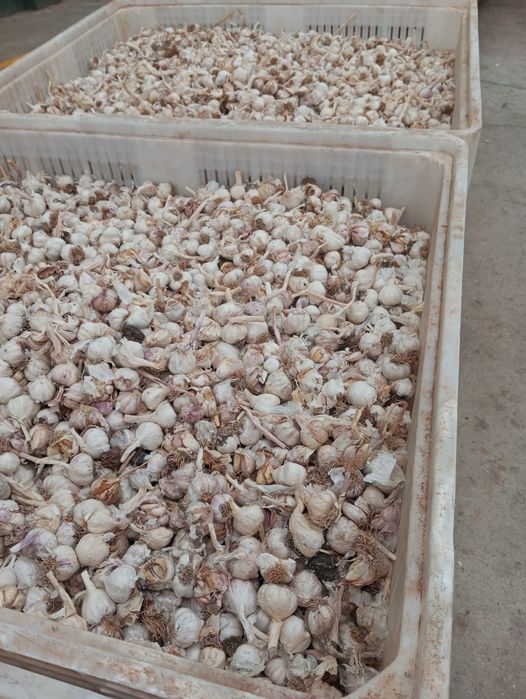 Vand usturoi de pus in pamant si de piata