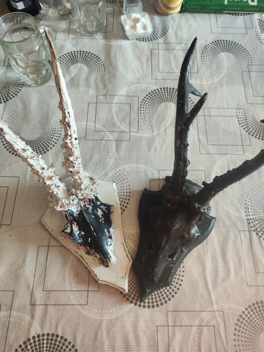 Vând trofeele de căpriori din imagine.