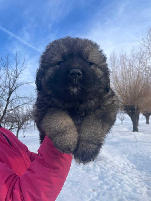 Fetite frumoase caucaziene