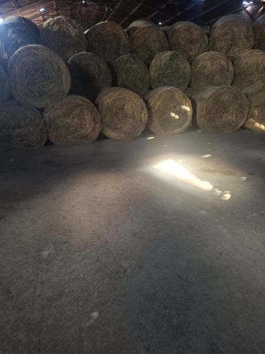 Vând lucernă cantitate mare