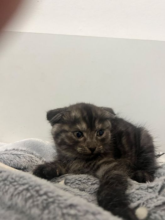 Котята от Шотландской кошки