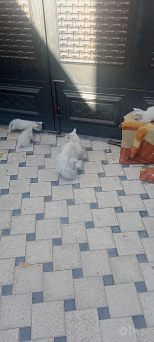 Отдам даром котята