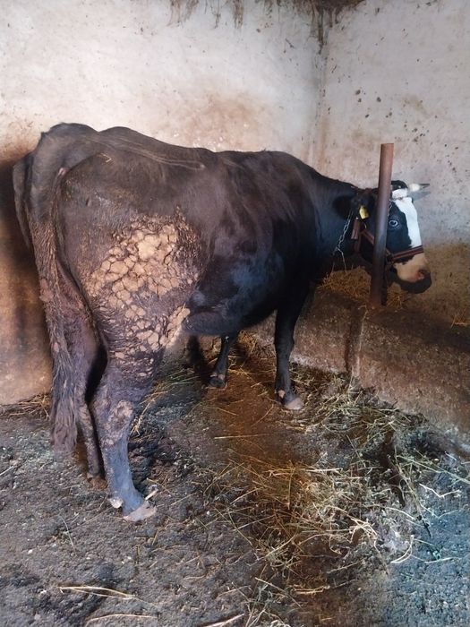 Vacă gestantă de vânzare