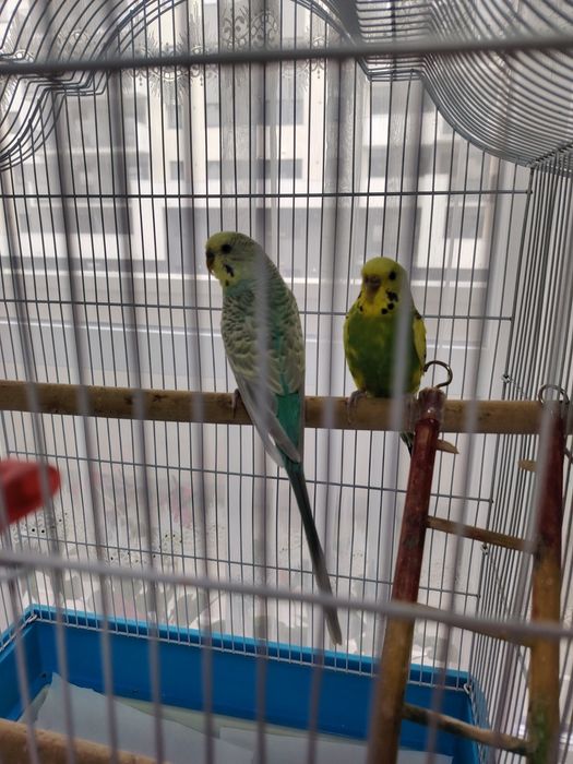 Vind papagali perusi pereche cu tot cu cușcă și accesoriii