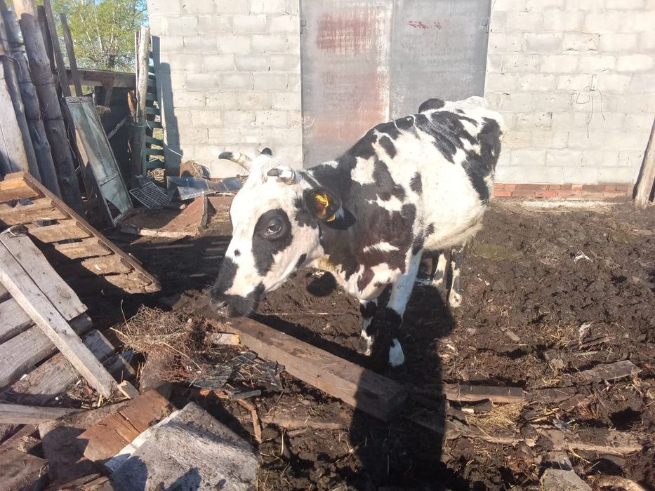 Продам дом с хозяйством