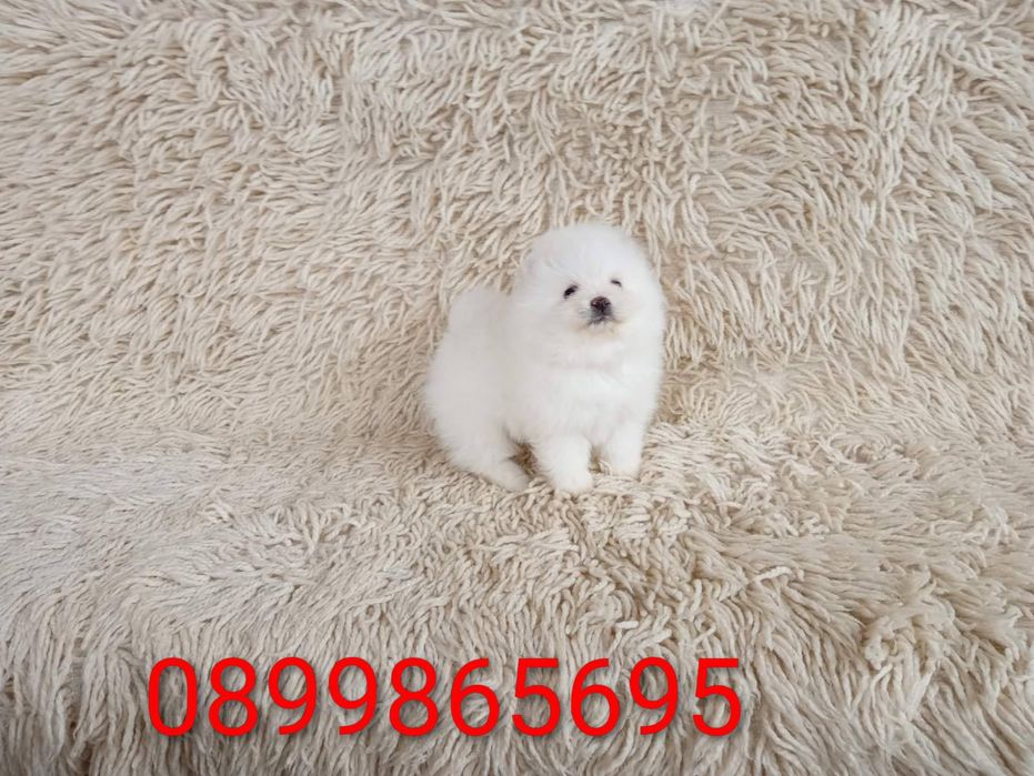 Померани! Момичета и момчета!