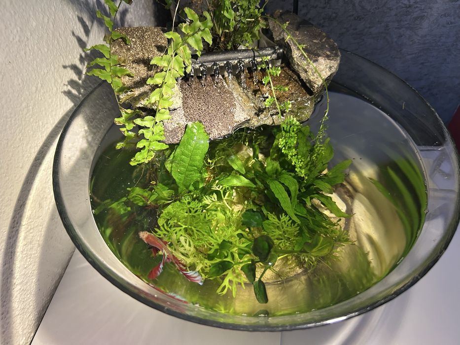 Acvariu-bol  ptr betta