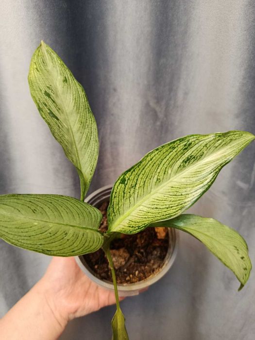 Разные комнатные цветы