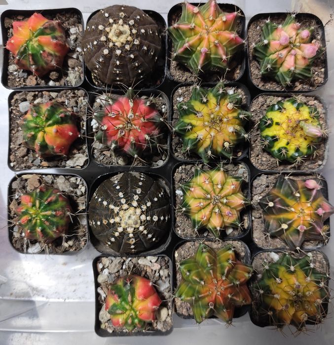 Продам редкие кактусы