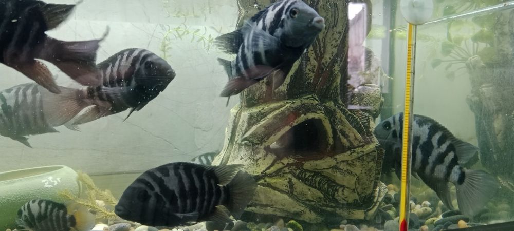 Расселение аквариума.