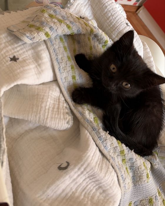 Отдам котенка бесплатно