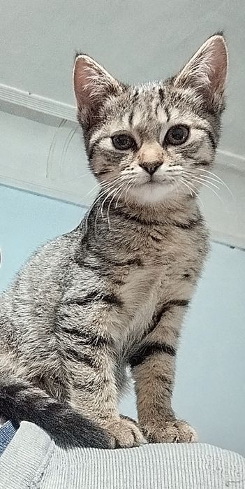 Qora va kulrang mushuk bolasi