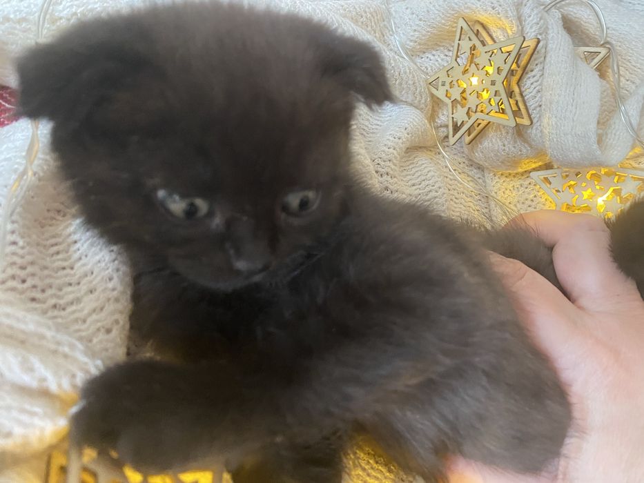 Котенок британец мальчик