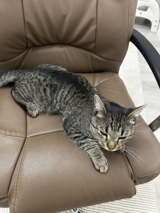 Отдам кота подростка даром