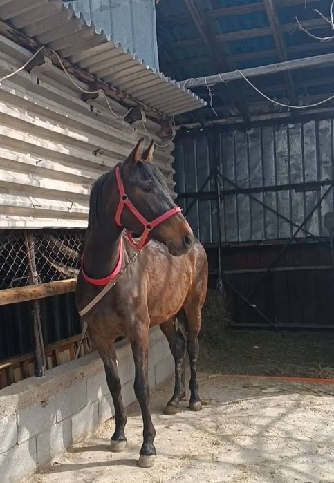 Осы таза қанды бие сатылады