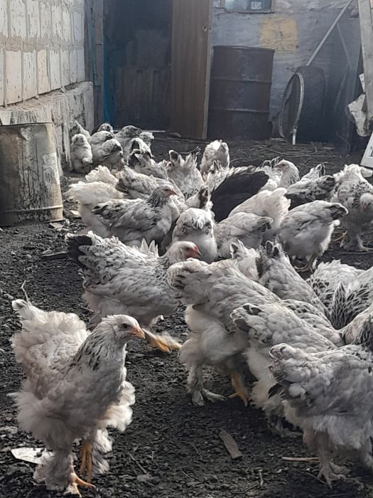 Продам кур брама