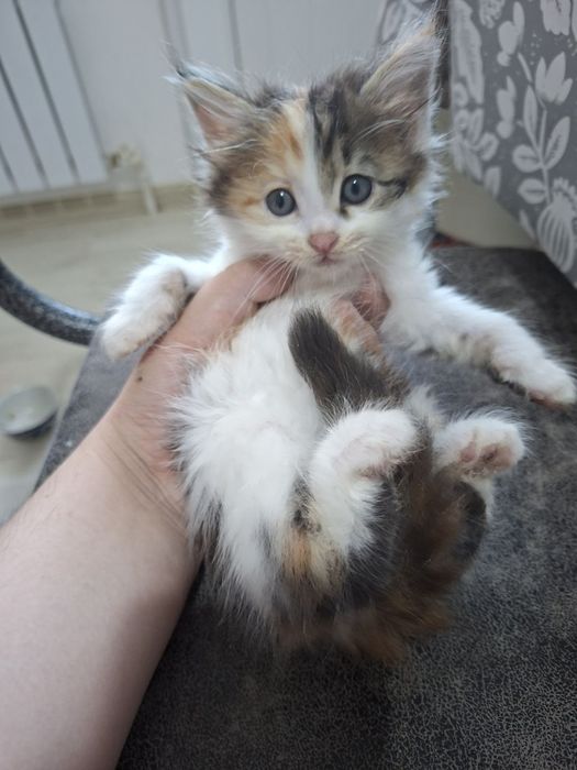 Mushuk bolalari 1 va 3oylik yaxshi insonlarga beriladi