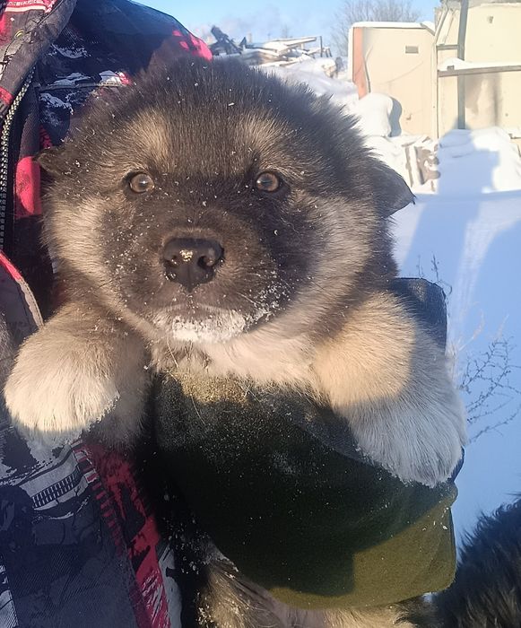 Щенки бесплатно в Костанае