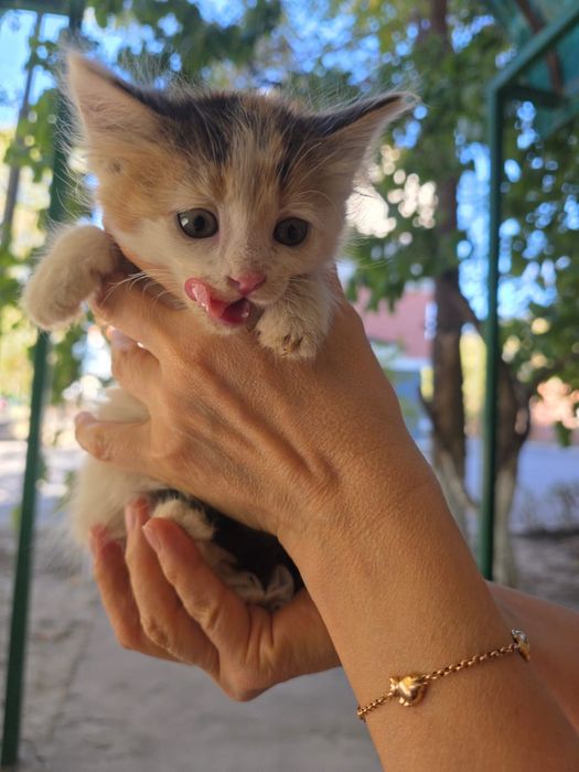 Котята девочки около месяца