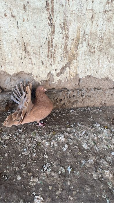 Көгершін/Голуби.