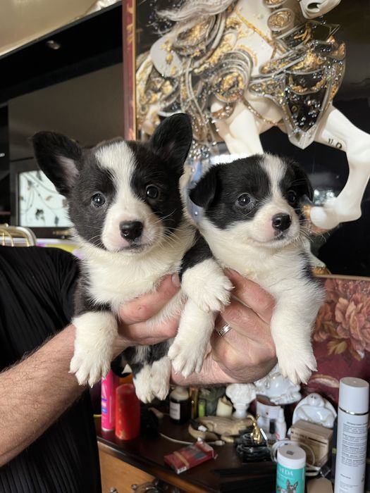 Щенки вельш корги кардиган